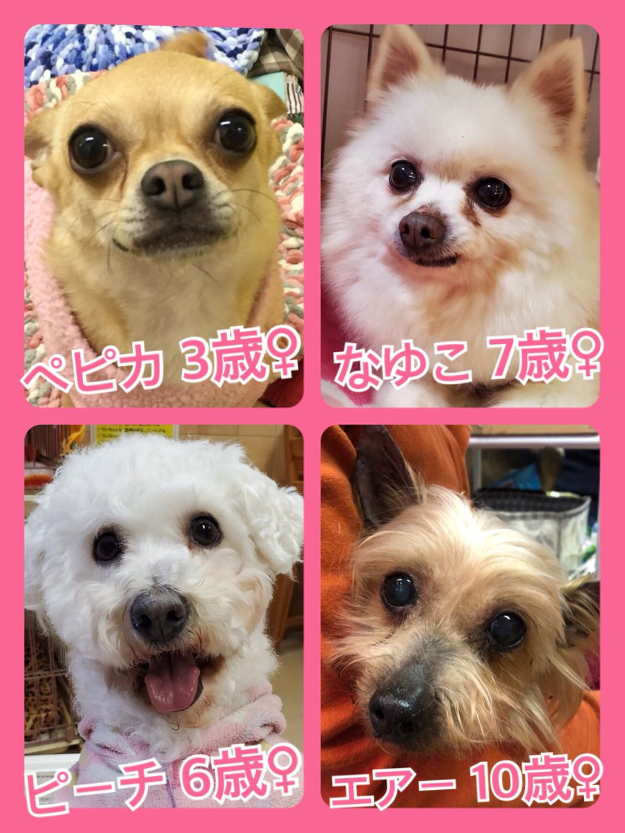 🐾今日の里親様募集中ワンコ🐶メンバーです🐾2020,3,8